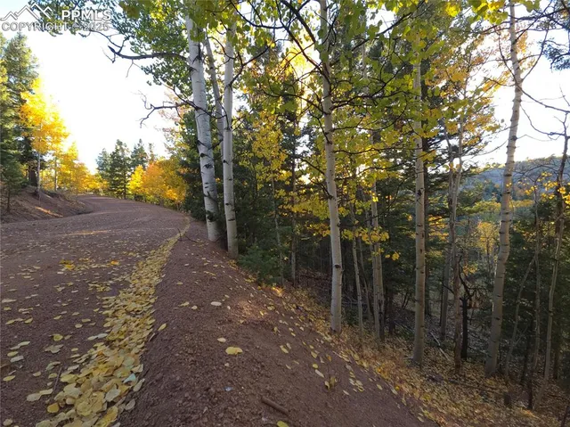 a view of road with large trees