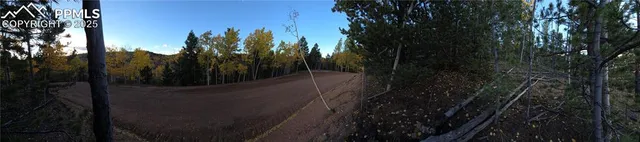a view of a forest with trees in the background