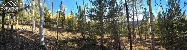 a close up of a plant in a garden