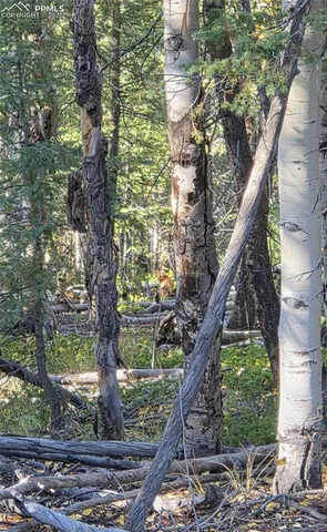 $77,000 | 899 Little Topsey Drive, Cripple Creek, CO 80813