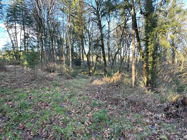a view of a forest filled with trees