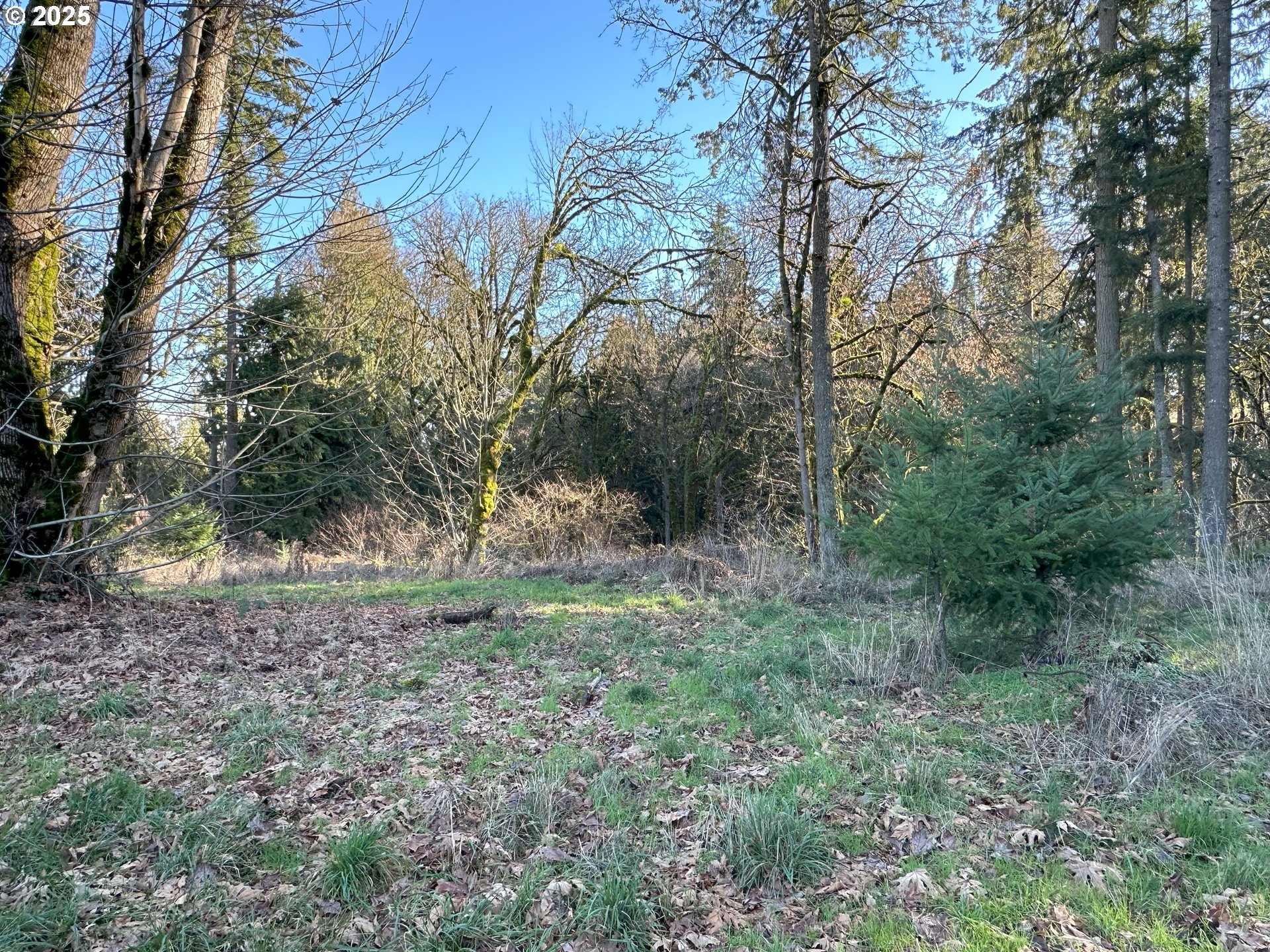 21487 Southwest Kruger Road Sherwood, OR 97140 - Photo 11 of 15 a view of a forest with trees in the background