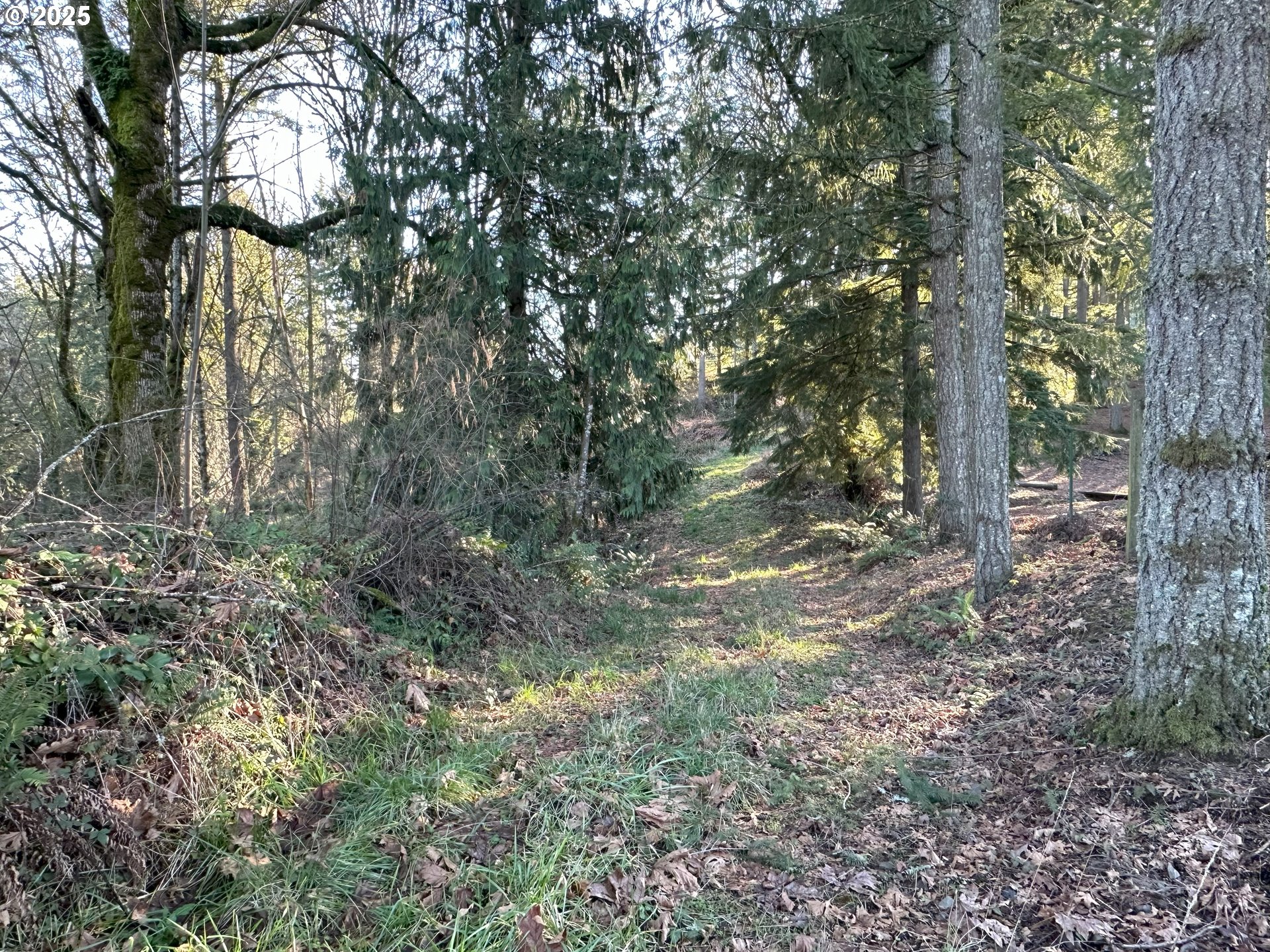 21487 Southwest Kruger Road Sherwood, OR 97140 - Photo 12 of 15 a view of forest