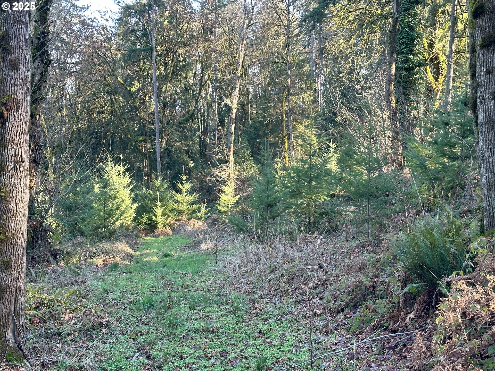 21487 Southwest Kruger Road Sherwood, OR 97140 - Photo 14 of 15 a view of a forest with trees in the background