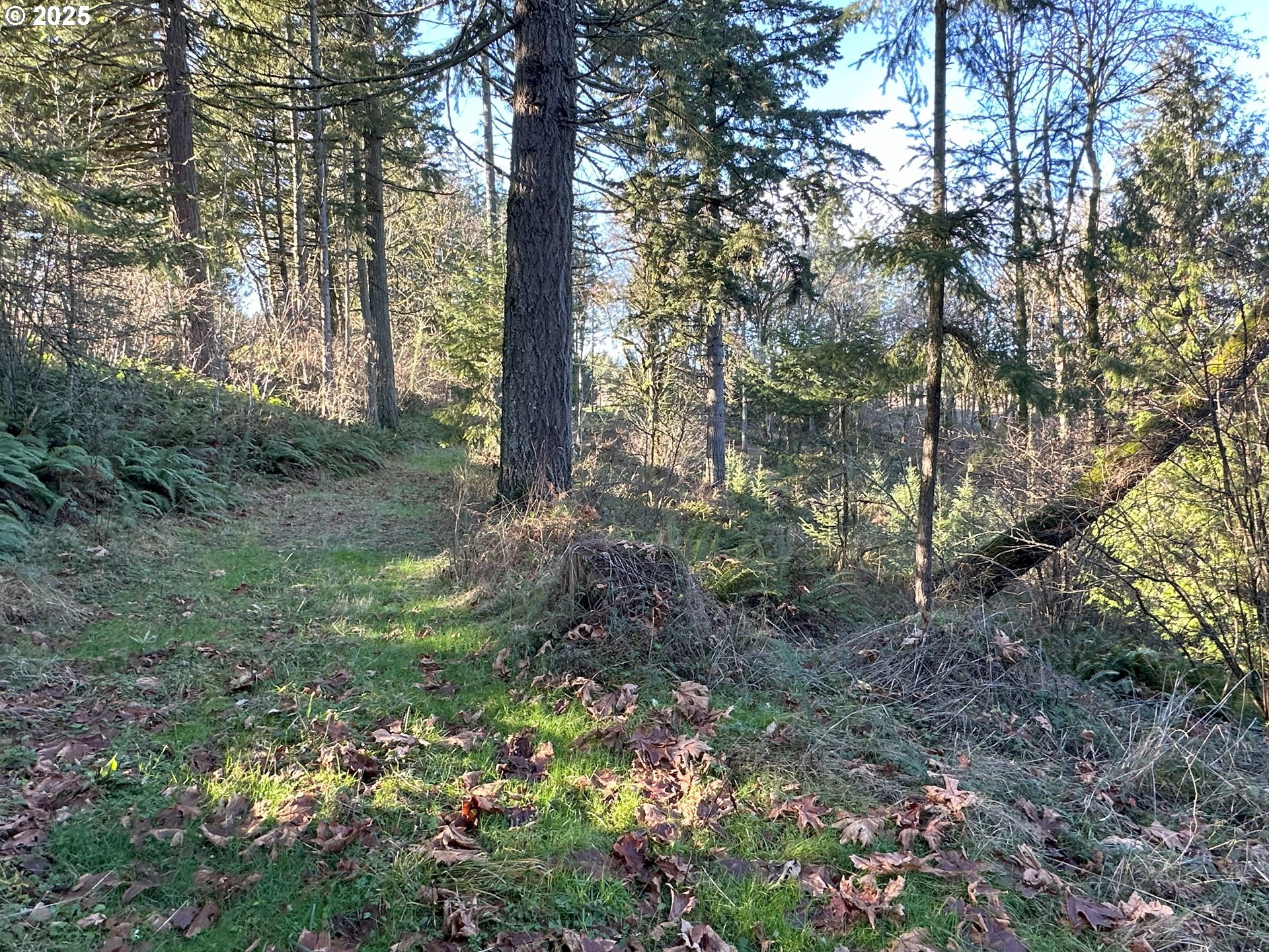 21487 Southwest Kruger Road Sherwood, OR 97140 - Photo 15 of 15 a view of a lush green forest