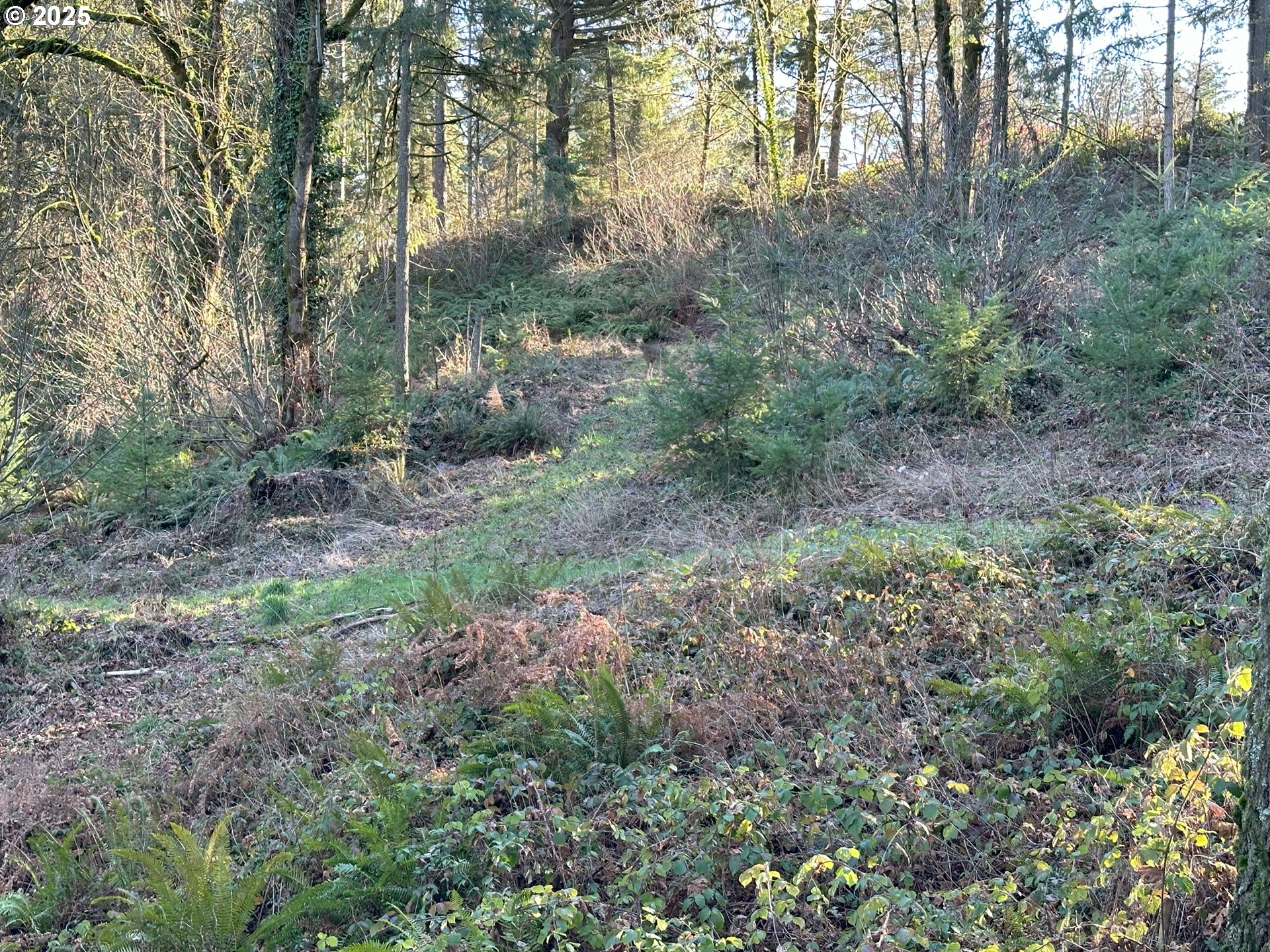 21487 Southwest Kruger Road Sherwood, OR 97140 - Photo 3 of 15 a view of a forest filled with trees