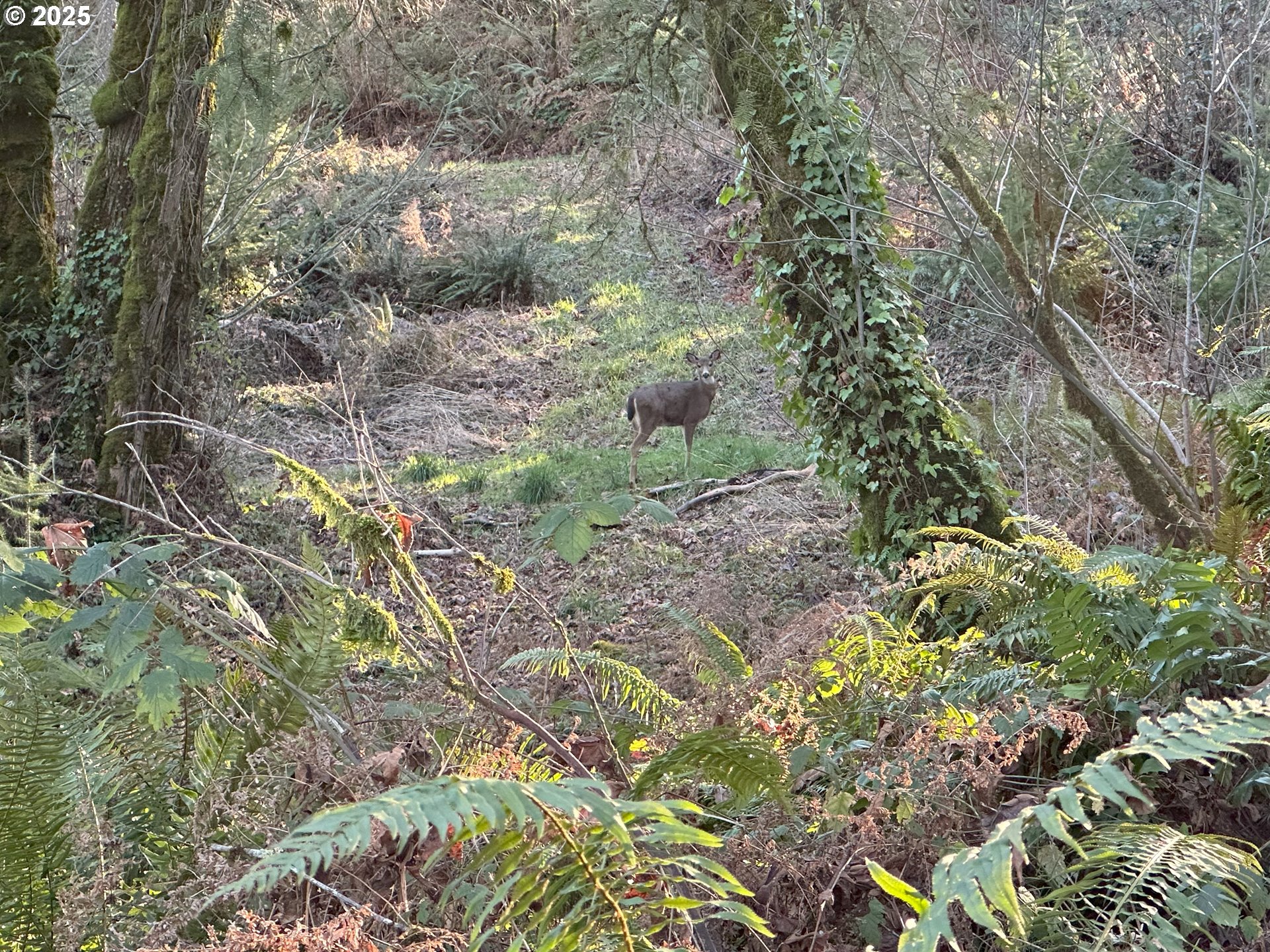 21487 Southwest Kruger Road Sherwood, OR 97140 - Photo 4 of 15 a view of a forest that has a tree