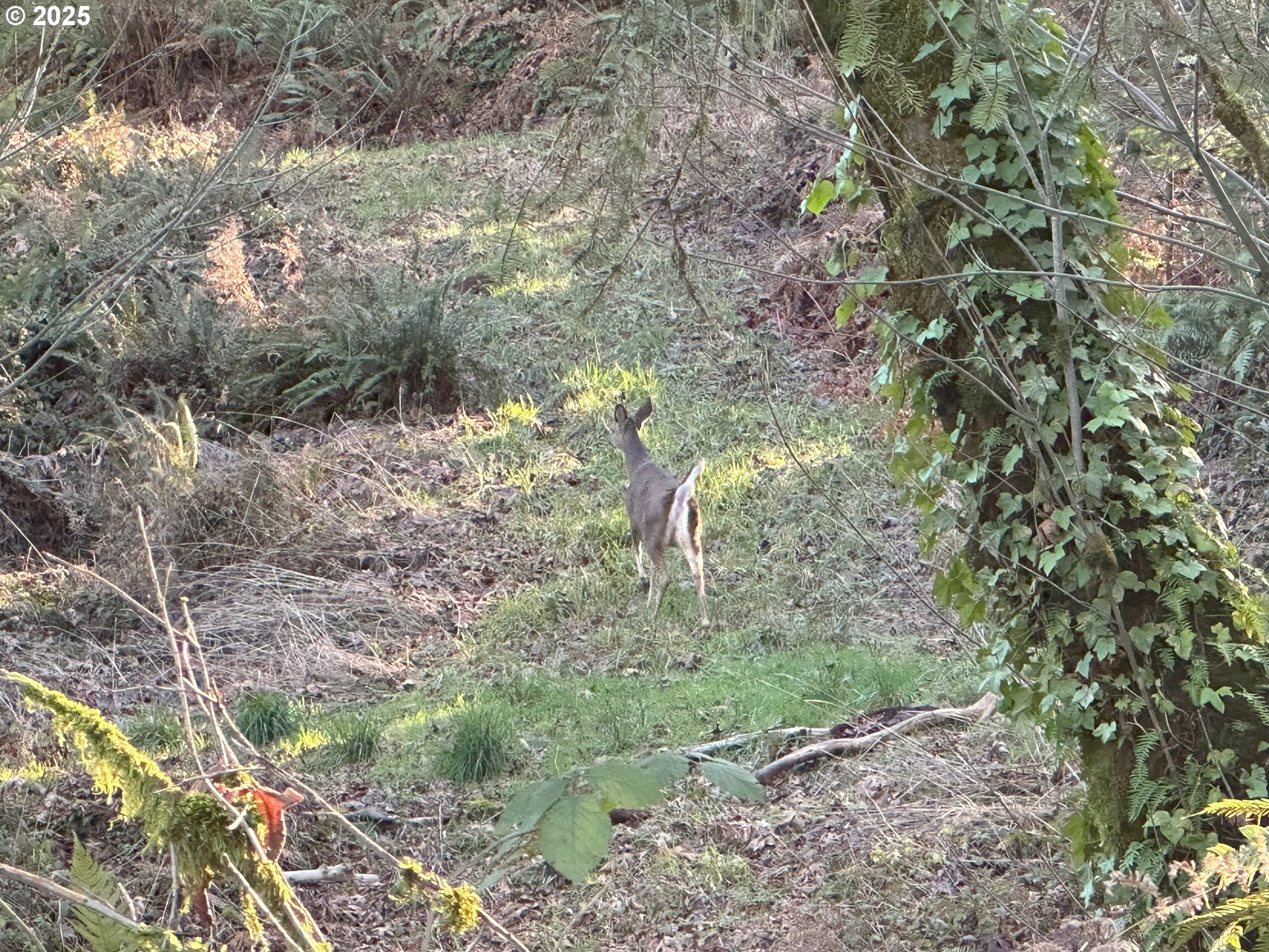 21487 Southwest Kruger Road Sherwood, OR 97140 - Photo 5 of 15 a backyard of a house with lots of green space