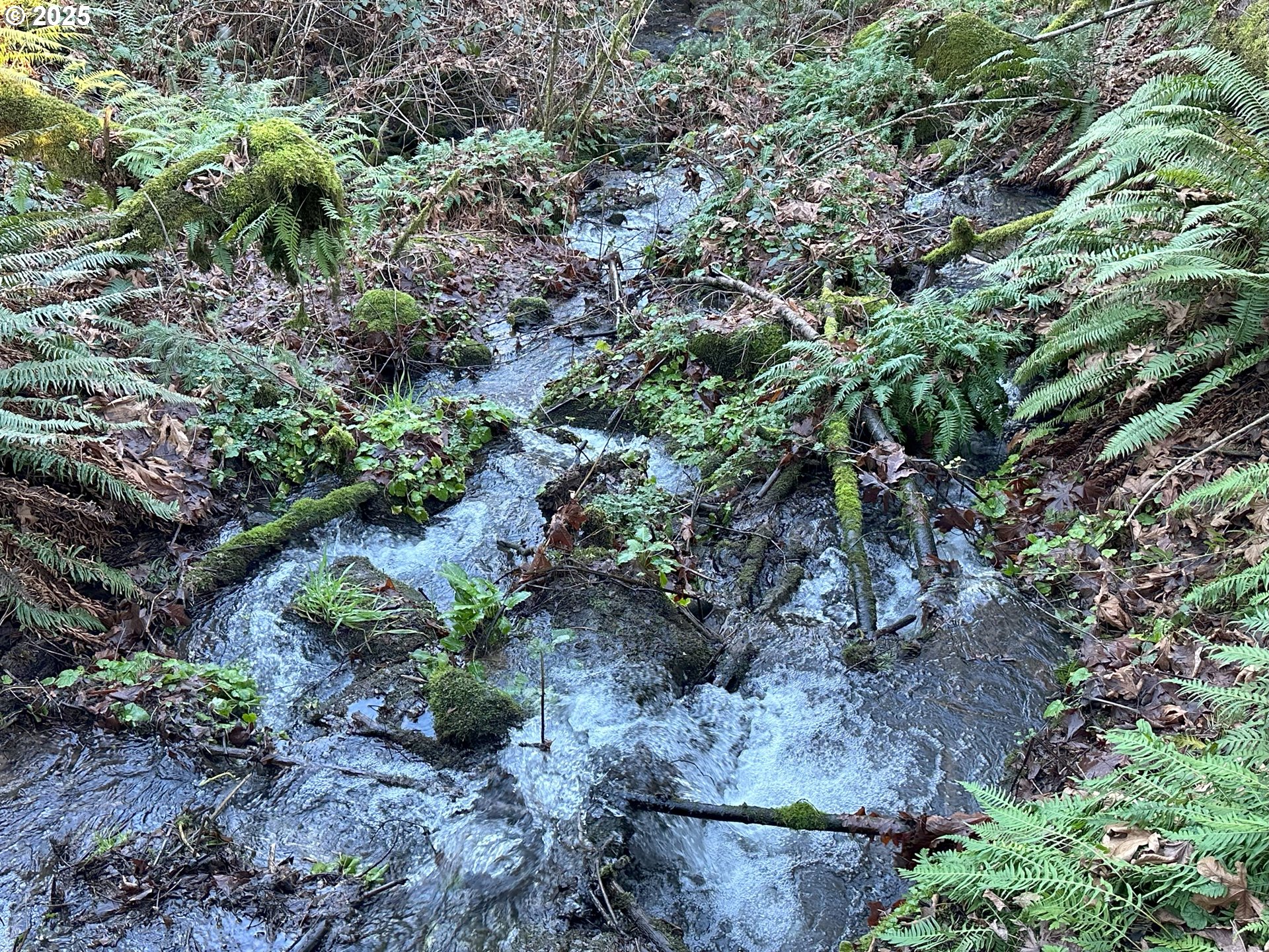 21487 Southwest Kruger Road Sherwood, OR 97140 - Photo 8 of 15 a close up of a plants in a garden
