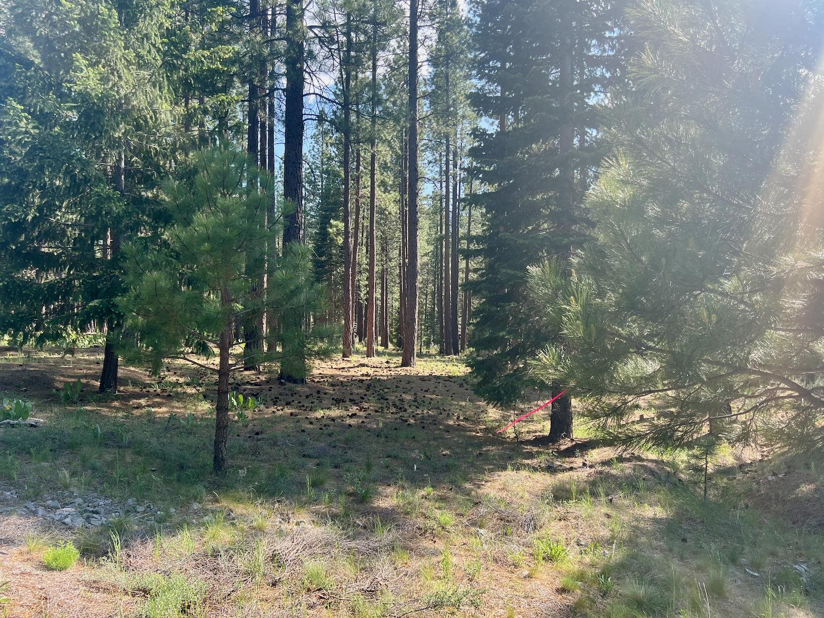 670 Redtail Loop Road Clio, CA 96106 - Photo 10 of 29