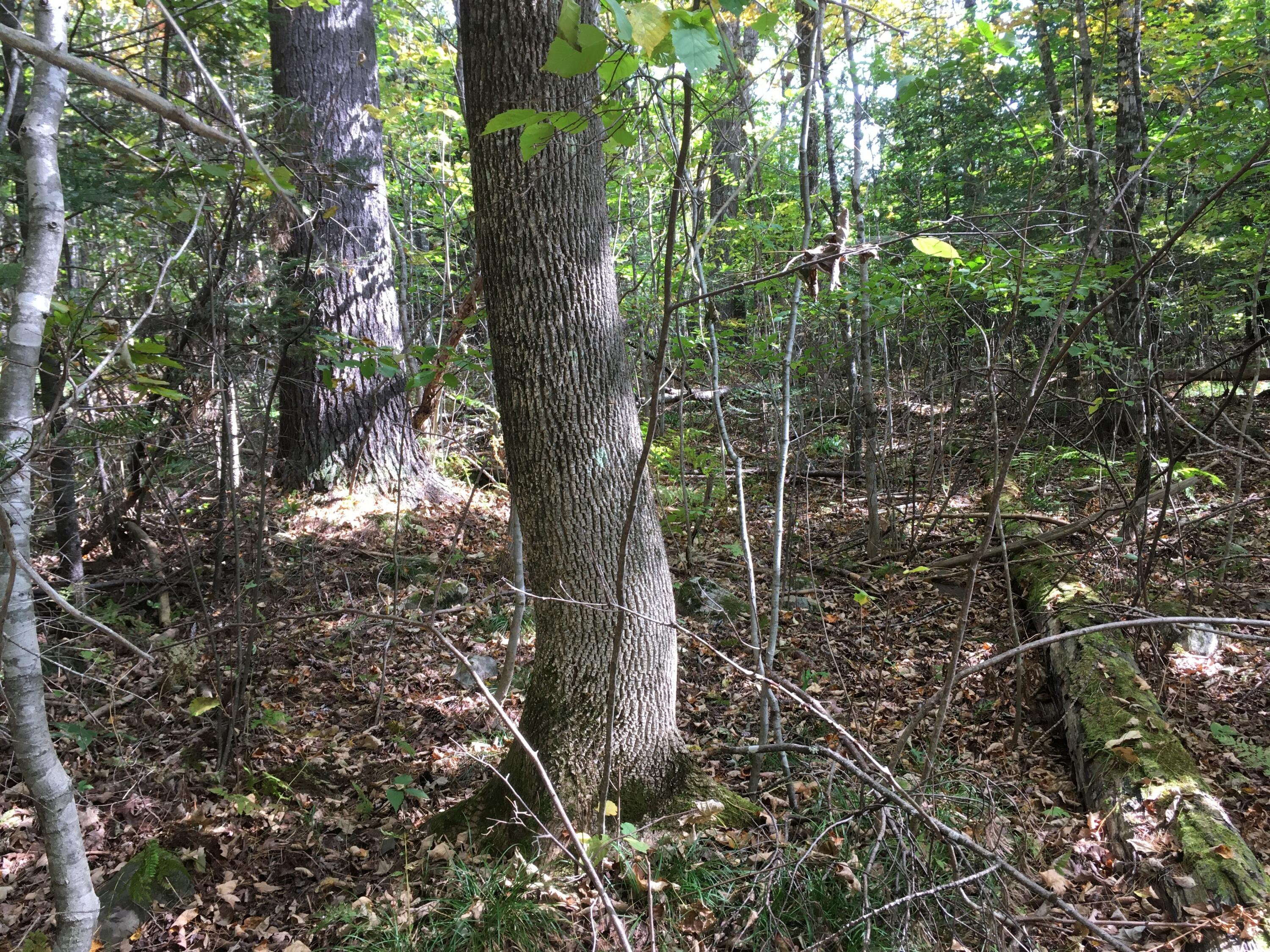 19 X Streamview Drive Harmony, ME 04942 - Photo 7 of 10 IMG_7504