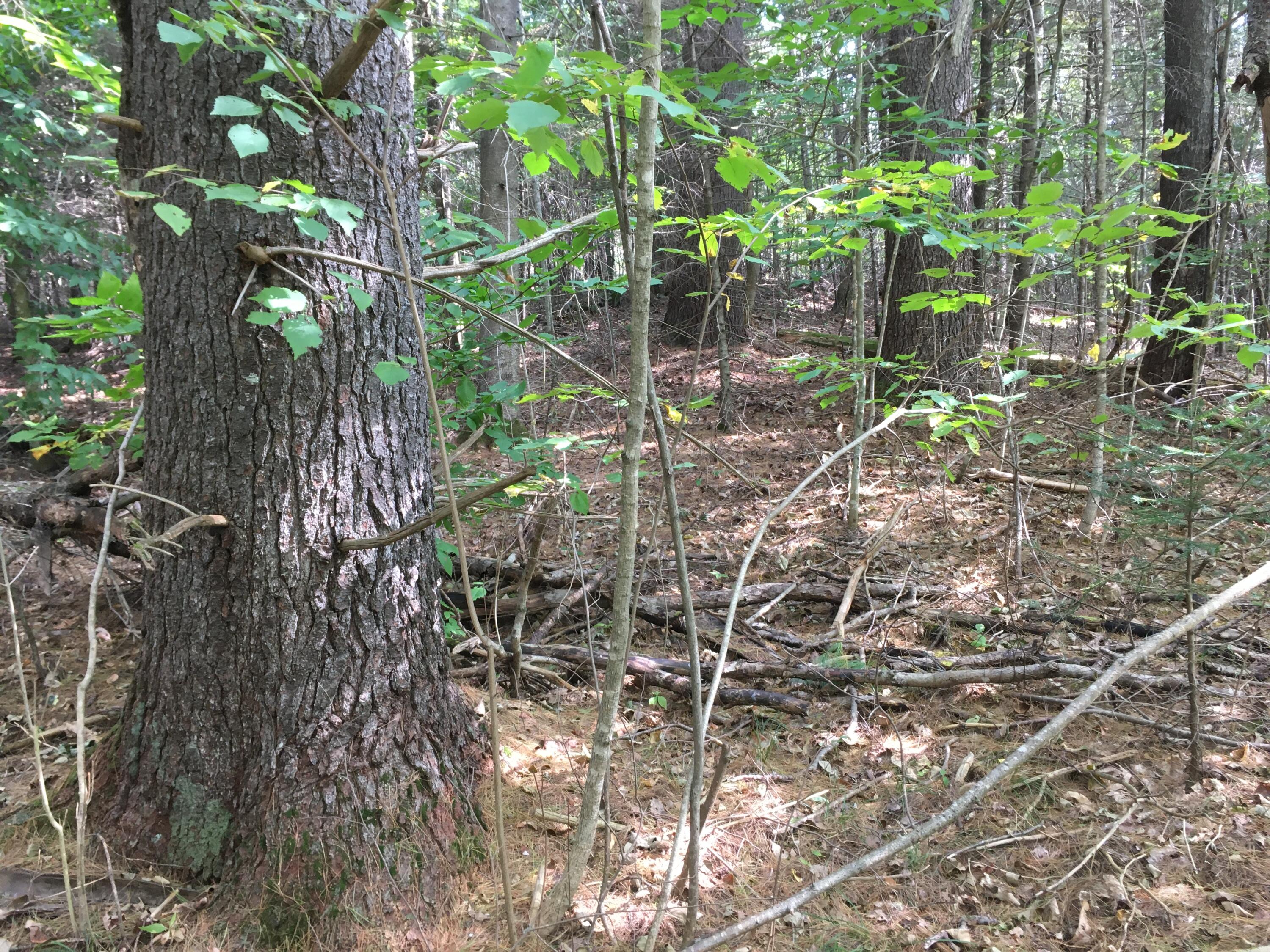 19 X Streamview Drive Harmony, ME 04942 - Photo 9 of 10 IMG_7512