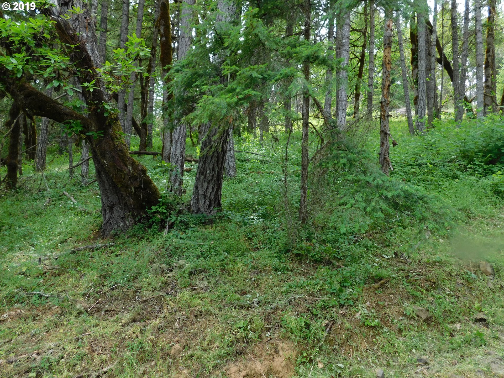 0 Melqua Road Umpqua, OR 97486 - Photo 14 of 20 Gallery Image 14