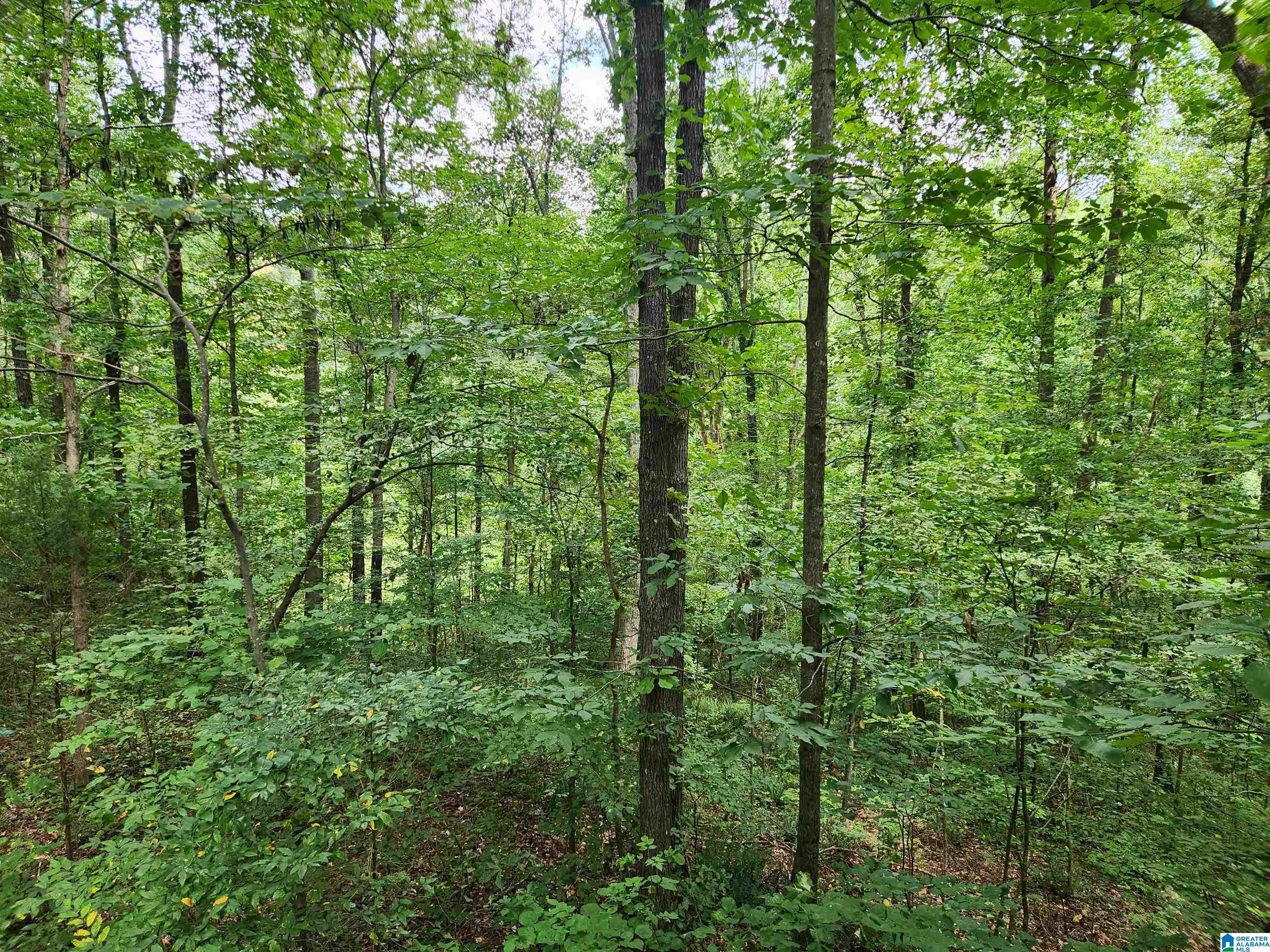 14843 Gallant Road Gallant, AL 35972 - Photo 31 of 100