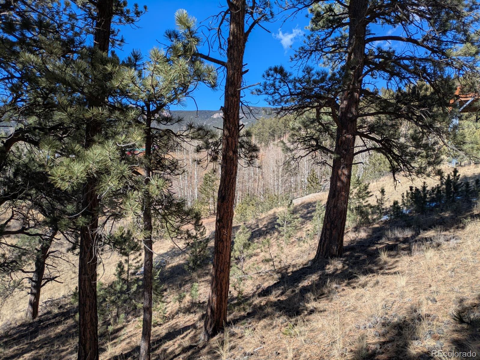 261 Appleby Street Bailey, CO 80421 - Photo 11 of 22 a view of a forest with a tree