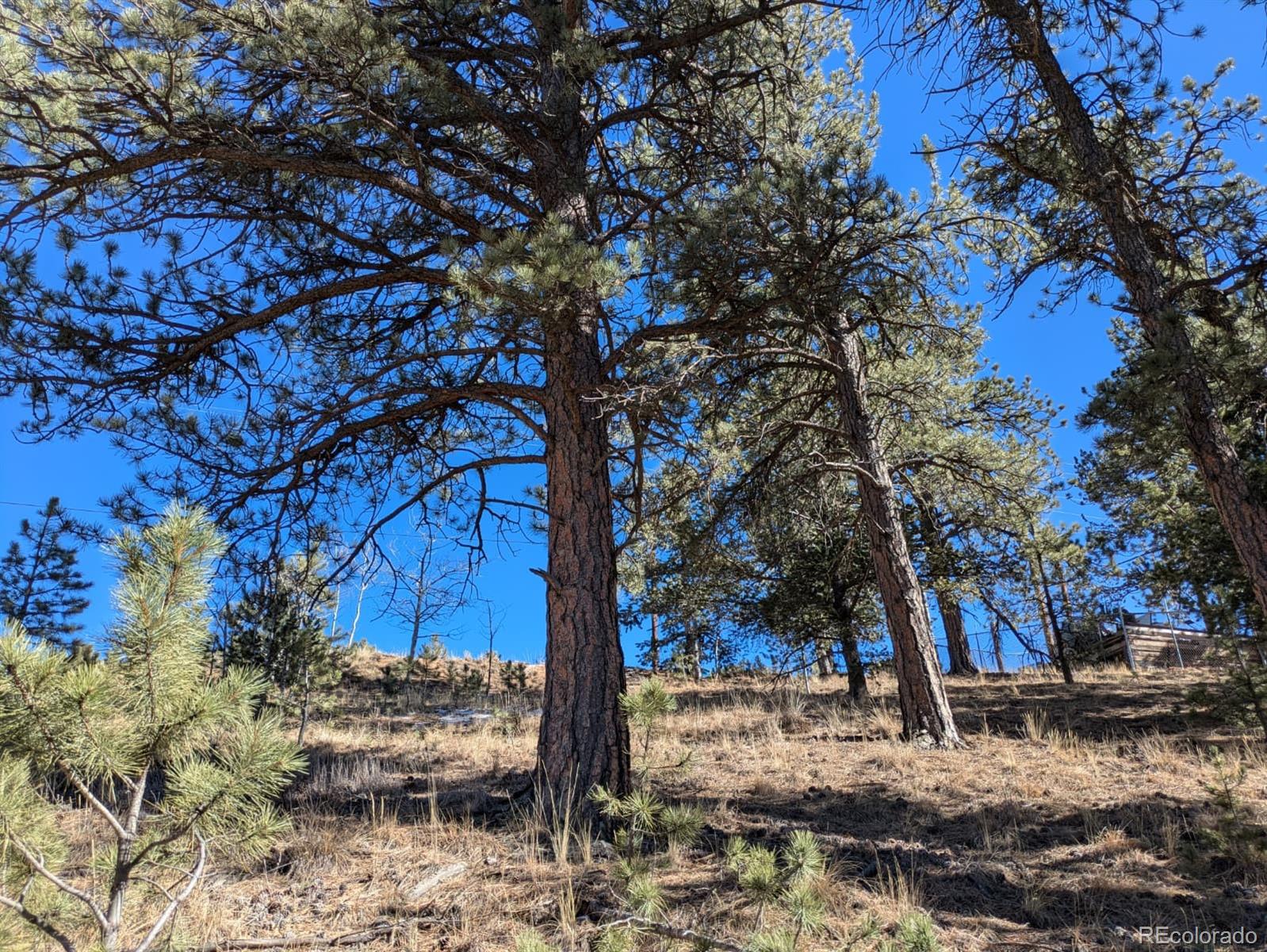 261 Appleby Street Bailey, CO 80421 - Photo 13 of 22 a view of a backyard with large trees