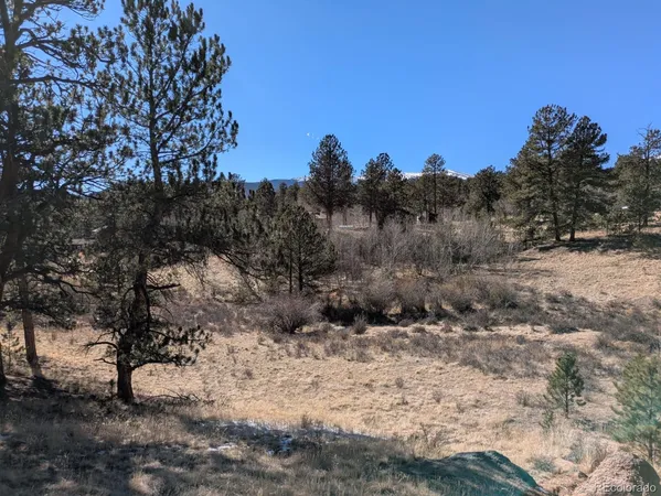 a view of a dry yard with lots of trees
