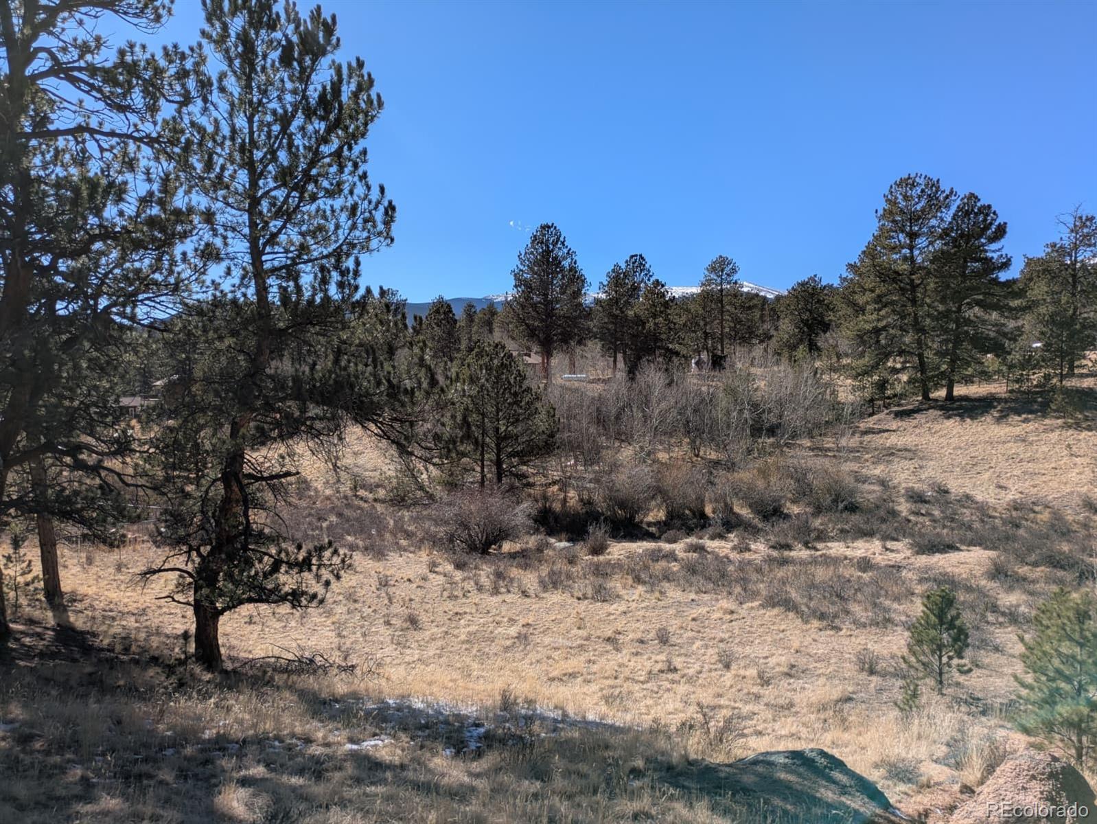261 Appleby Street Bailey, CO 80421 - Photo 14 of 22 a view of a dry yard with lots of trees