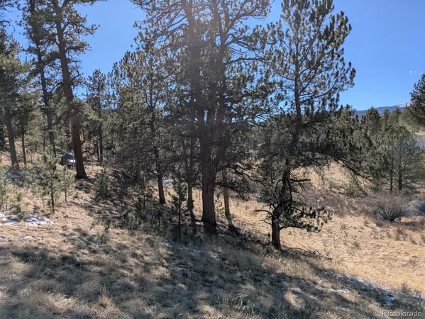 a view of a forest filled with trees