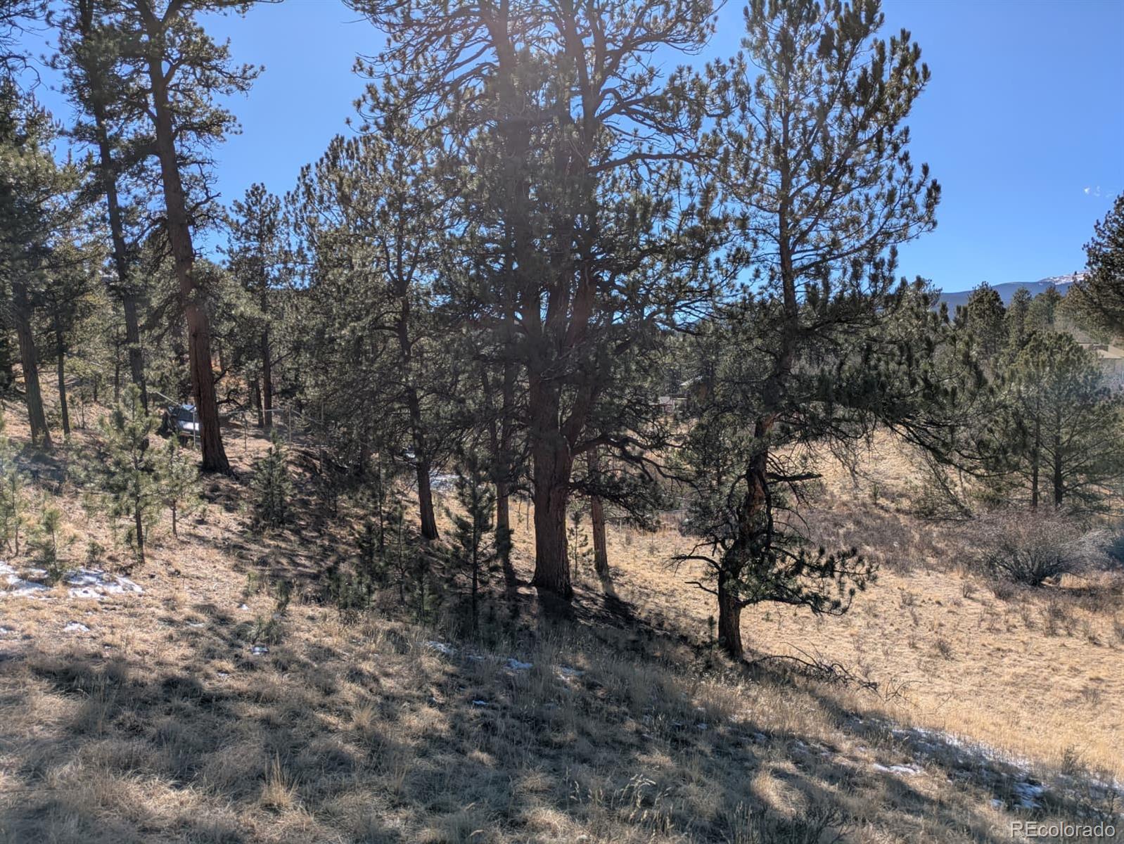 261 Appleby Street Bailey, CO 80421 - Photo 15 of 22 a view of a forest filled with trees