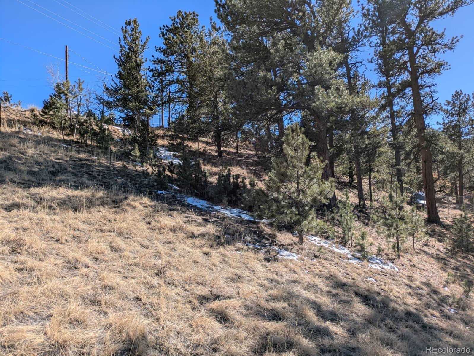261 Appleby Street Bailey, CO 80421 - Photo 16 of 22 a view of a yard with trees