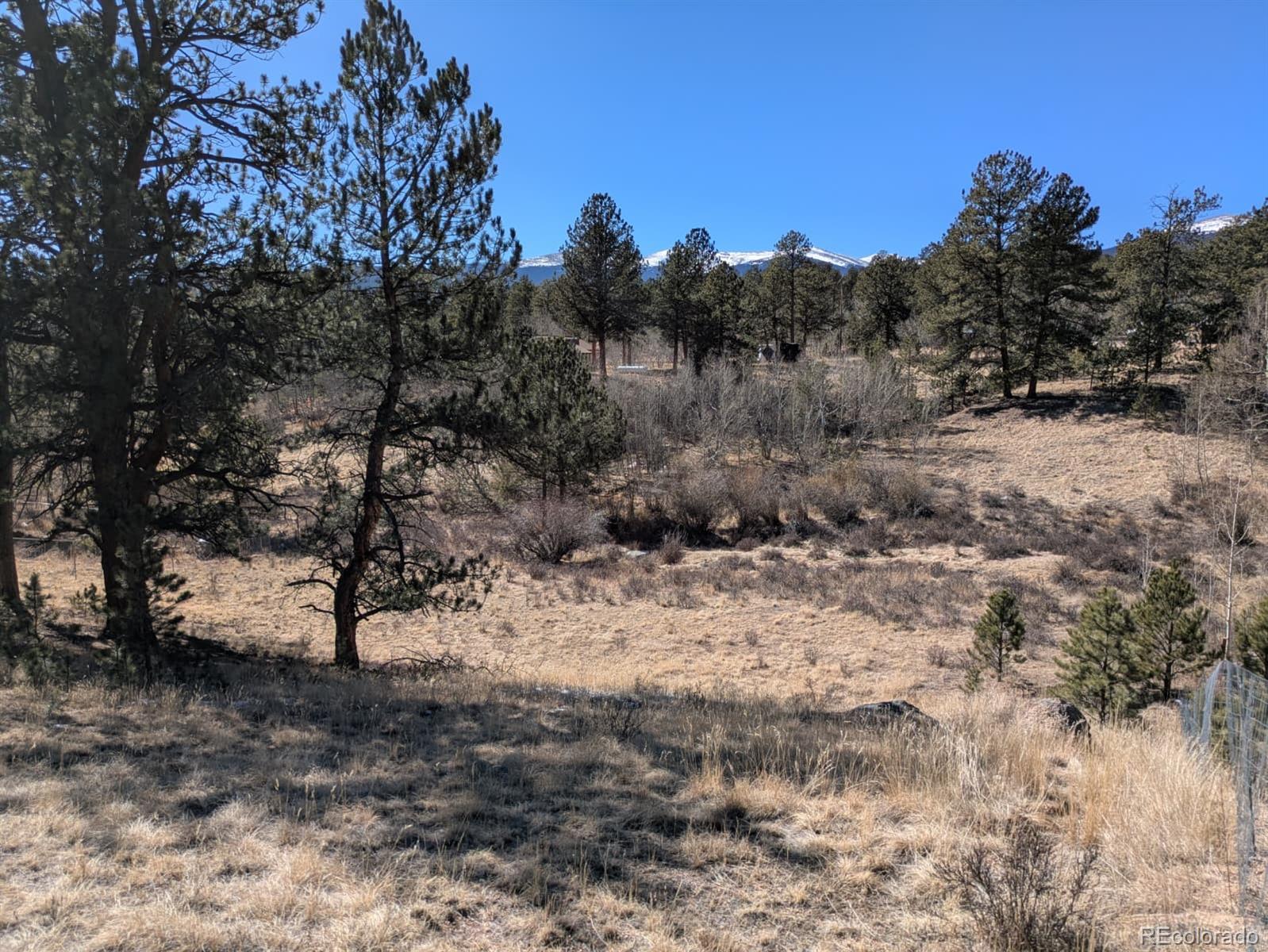 261 Appleby Street Bailey, CO 80421 - Photo 18 of 22 a view of a dry yard with trees