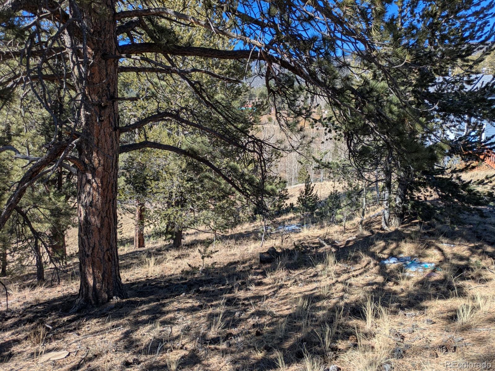 261 Appleby Street Bailey, CO 80421 - Photo 9 of 22 a view of a yard with a tree