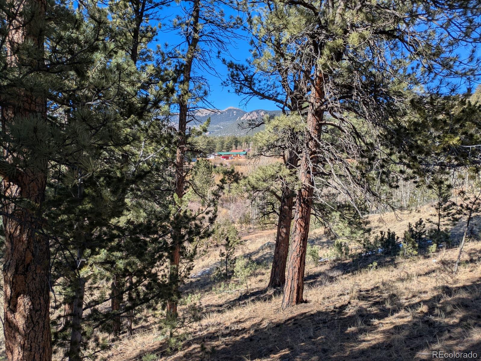 261 Appleby Street Bailey, CO 80421 - Photo 10 of 22 a view of a tree in a yard