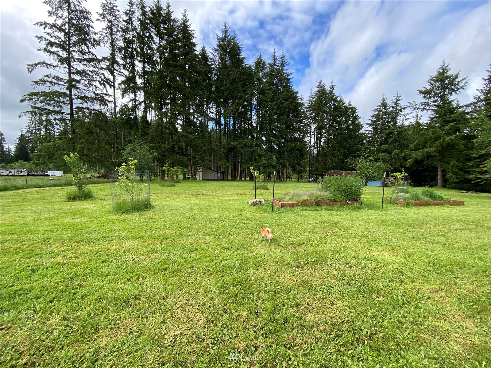 105 Cristler Road Chehalis, WA 98532 - Photo 6 of 37 a view of a tree in a yard