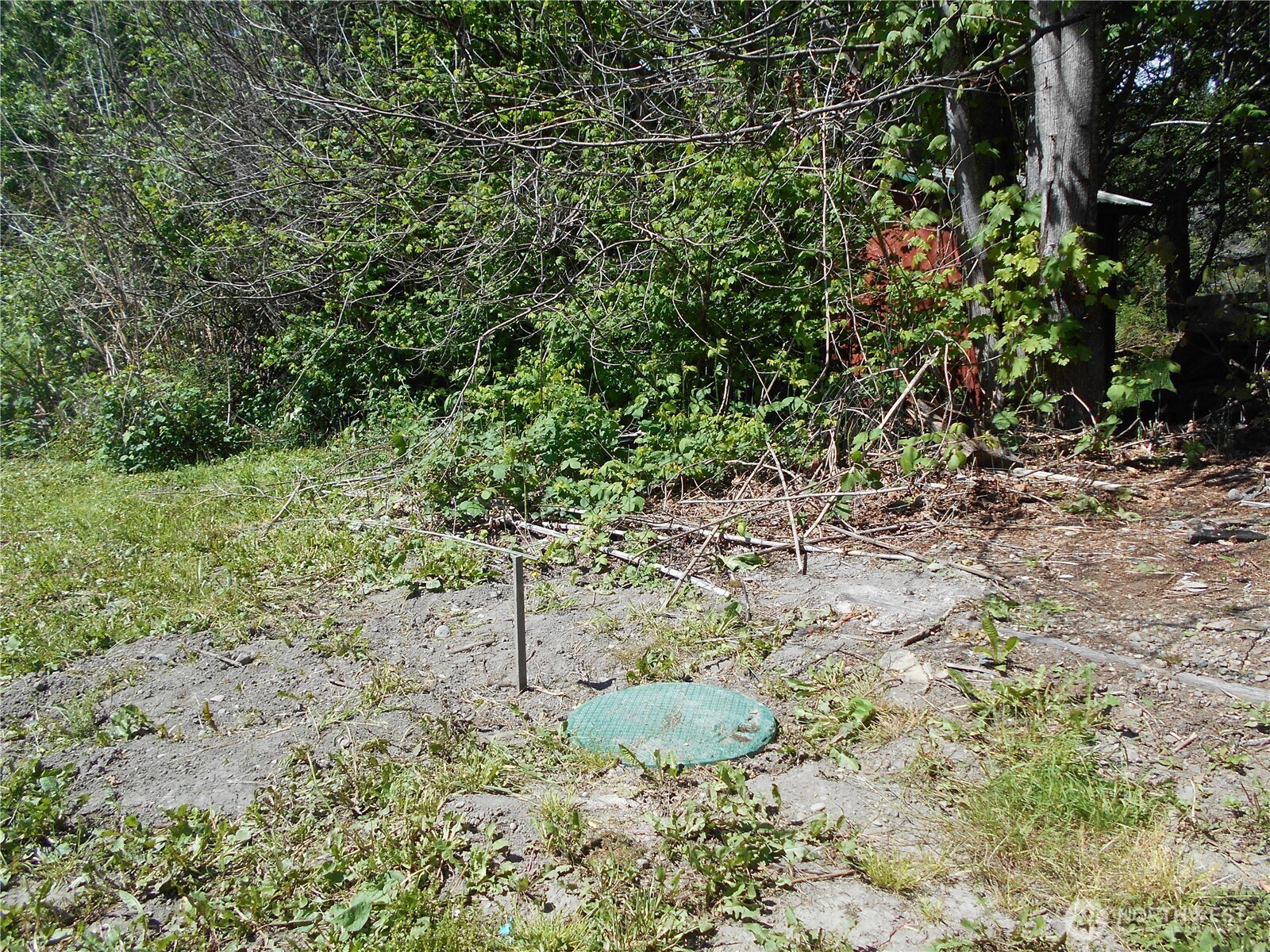 170 Kelly Road Brinnon, WA 98320 - Photo 10 of 29 a view of a yard with plants and tree