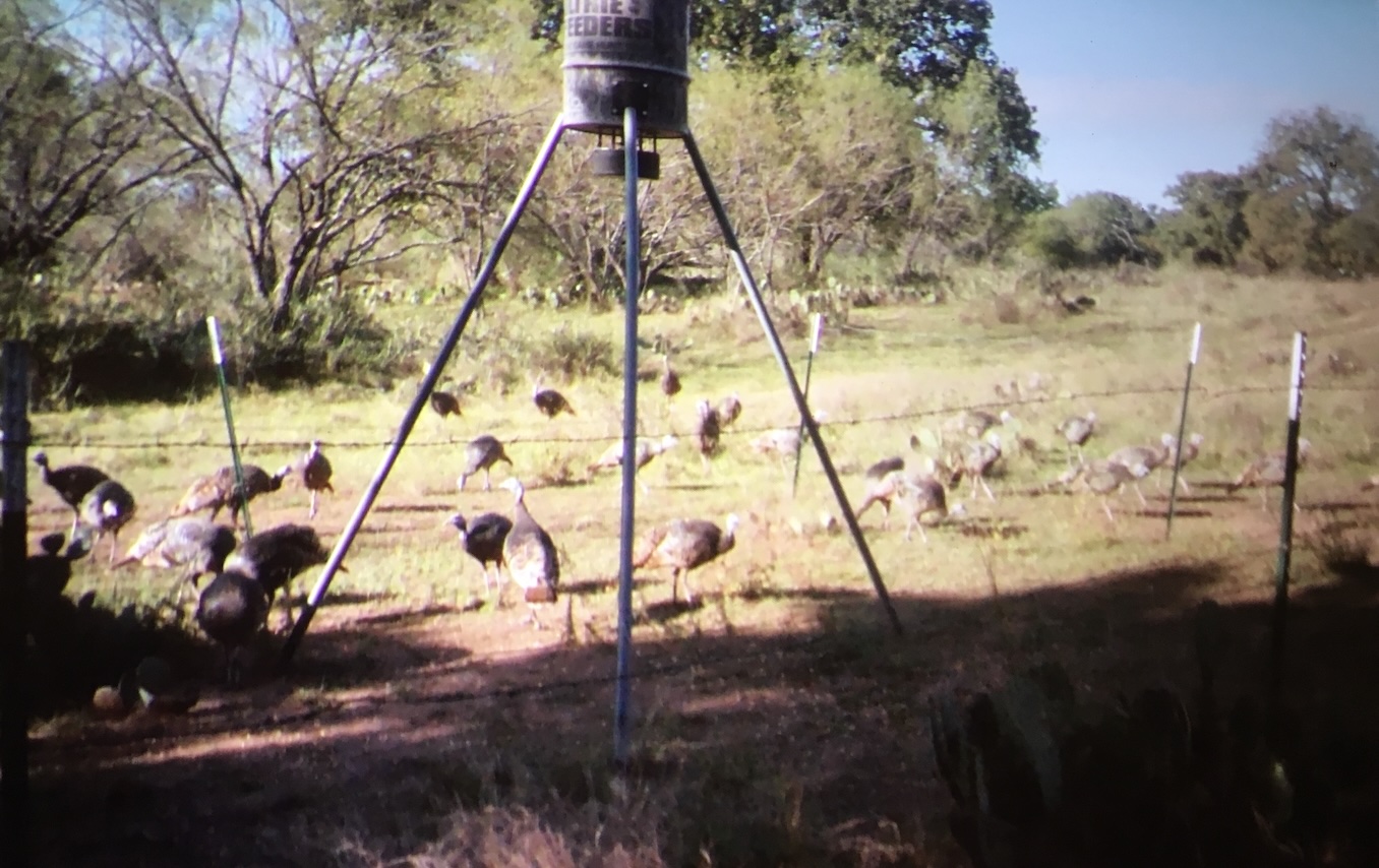 0 Rr 152 Llano, TX 78643 - Photo 11 of 20 a view of yard along with trees