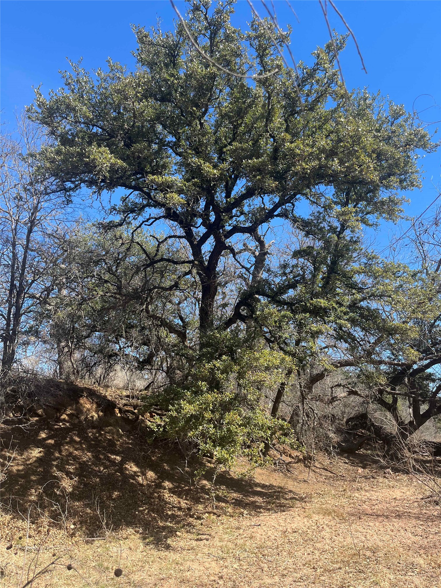 0 Rr 152 Llano, TX 78643 - Photo 18 of 20 a view of a tree
