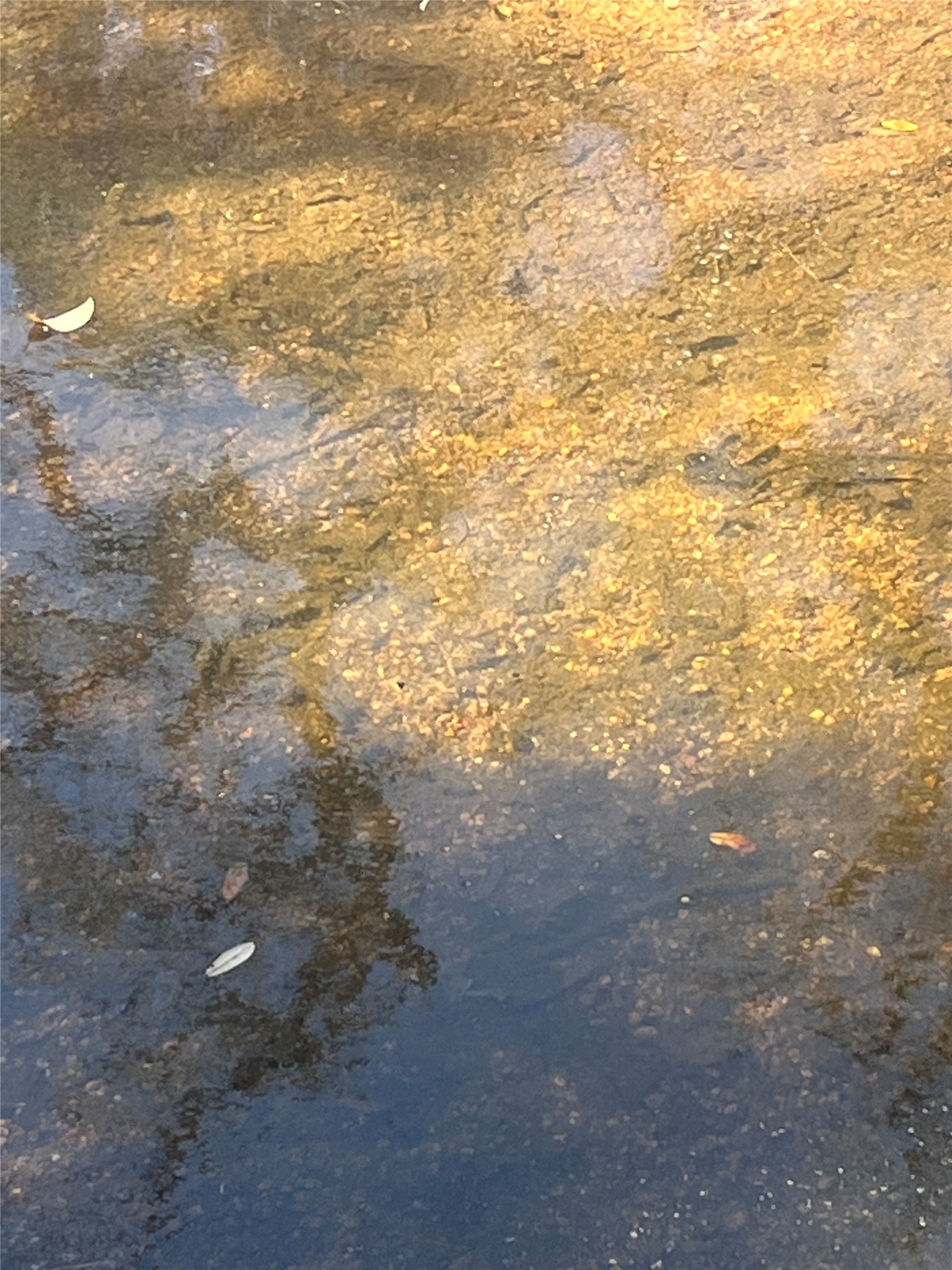 0 Rr 152 Llano, TX 78643 - Photo 19 of 20 a view of under an tree