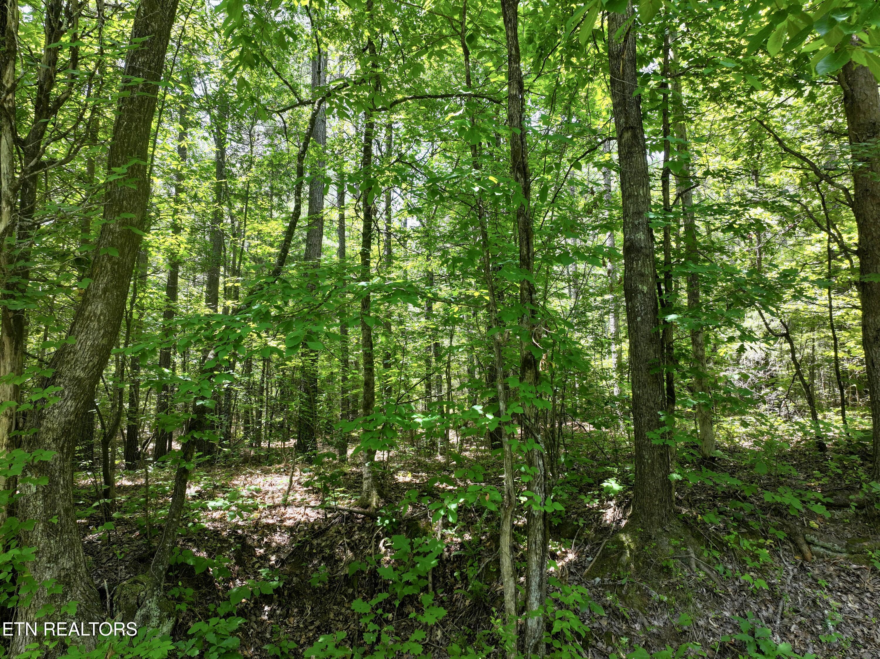 545 Ridge Road Madisonville, TN 37354 - Photo 5 of 7 dji_fly_20260622_055906_0759_17820945452