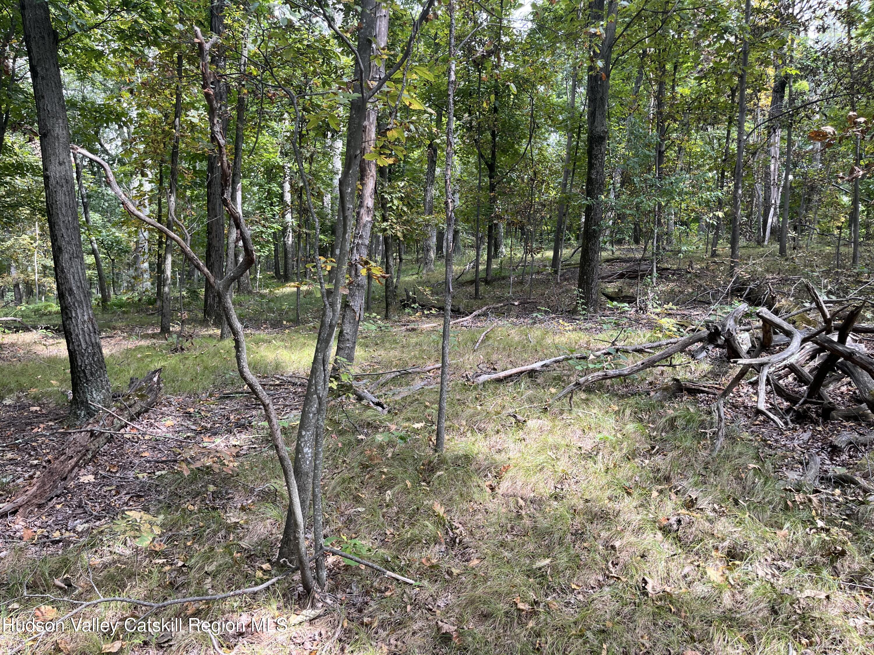 1154 Cold Spring Road Clinton Corners, NY 12514 - Photo 5 of 15 a view of a forest filled with trees