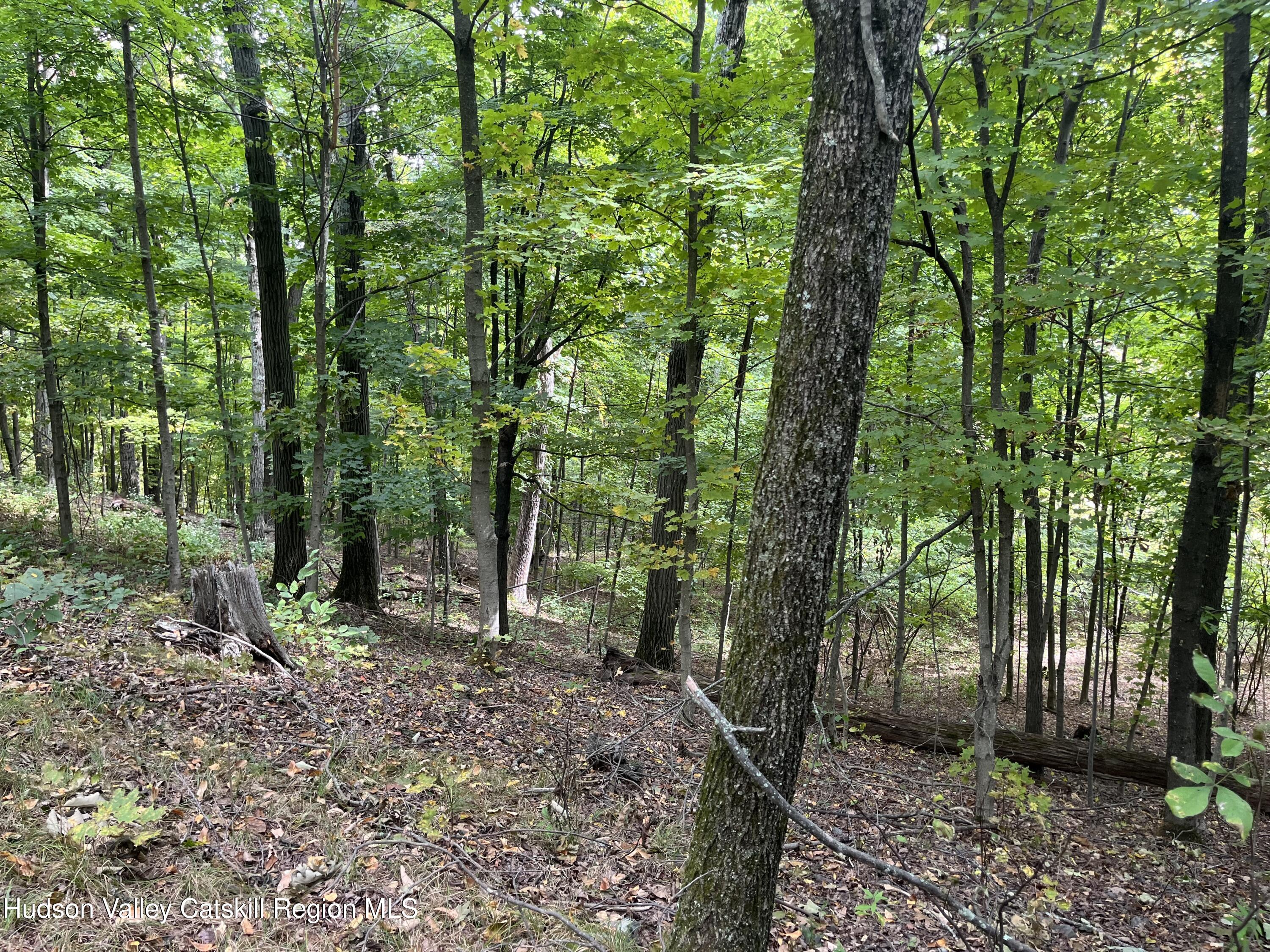 1154 Cold Spring Road Clinton Corners, NY 12514 - Photo 6 of 15 a view of outdoor space and tree