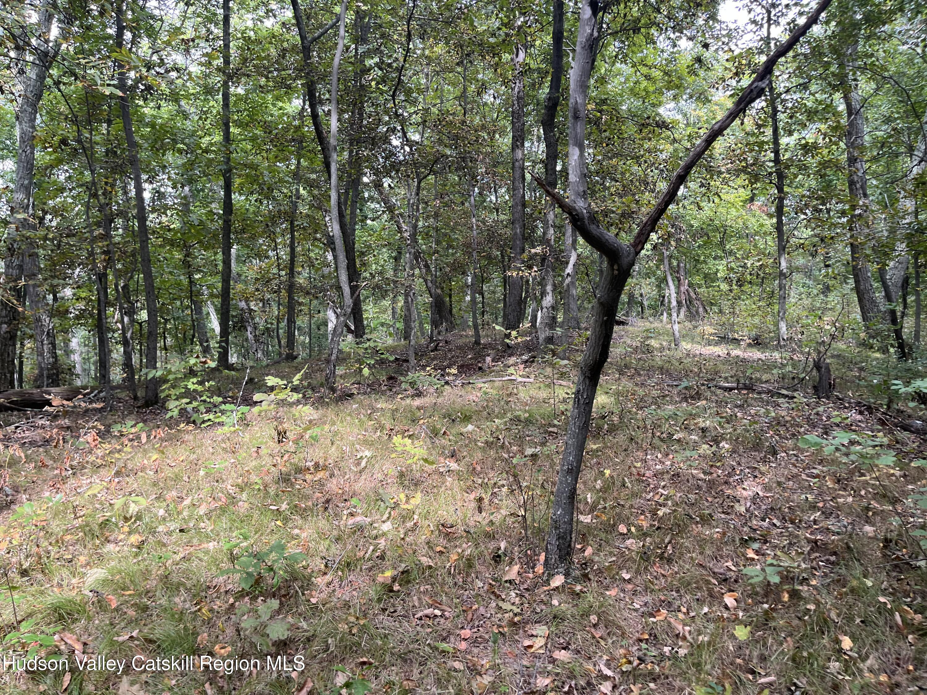 1154 Cold Spring Road Clinton Corners, NY 12514 - Photo 7 of 15 a view of outdoor space and trees