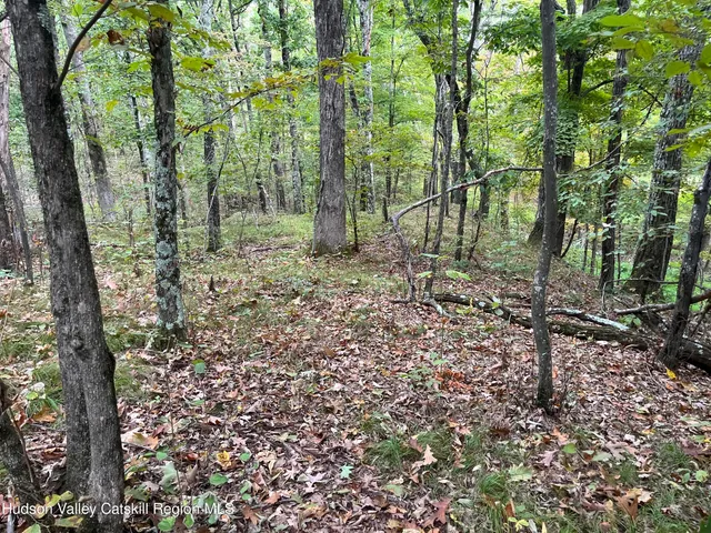 a view of a forest with trees