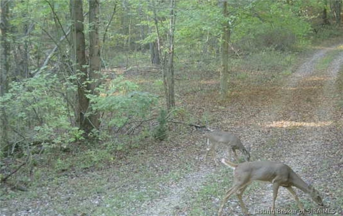 8172 East Ash Road Bloomfield, IN 47424 - Photo 5 of 37