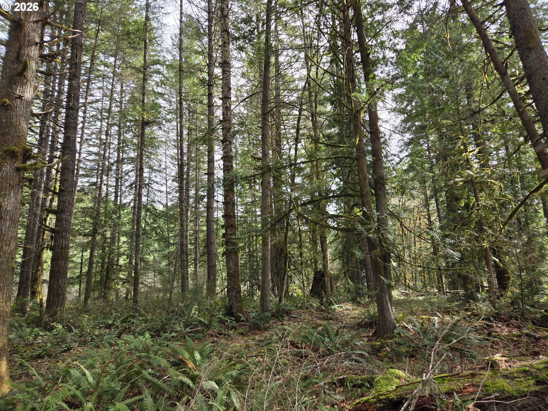 16817 Nonpareil Road Sutherlin, OR 97479 - Photo 34 of 39 a view of outdoor space and a yard