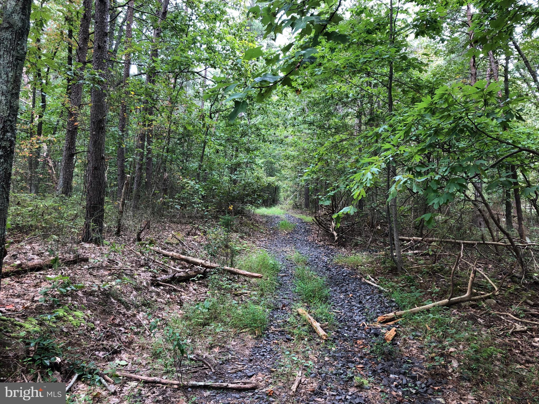Lot 2 Settle School Road Rixeyville, VA 22737 - Photo 3 of 6 Old logging road on lot