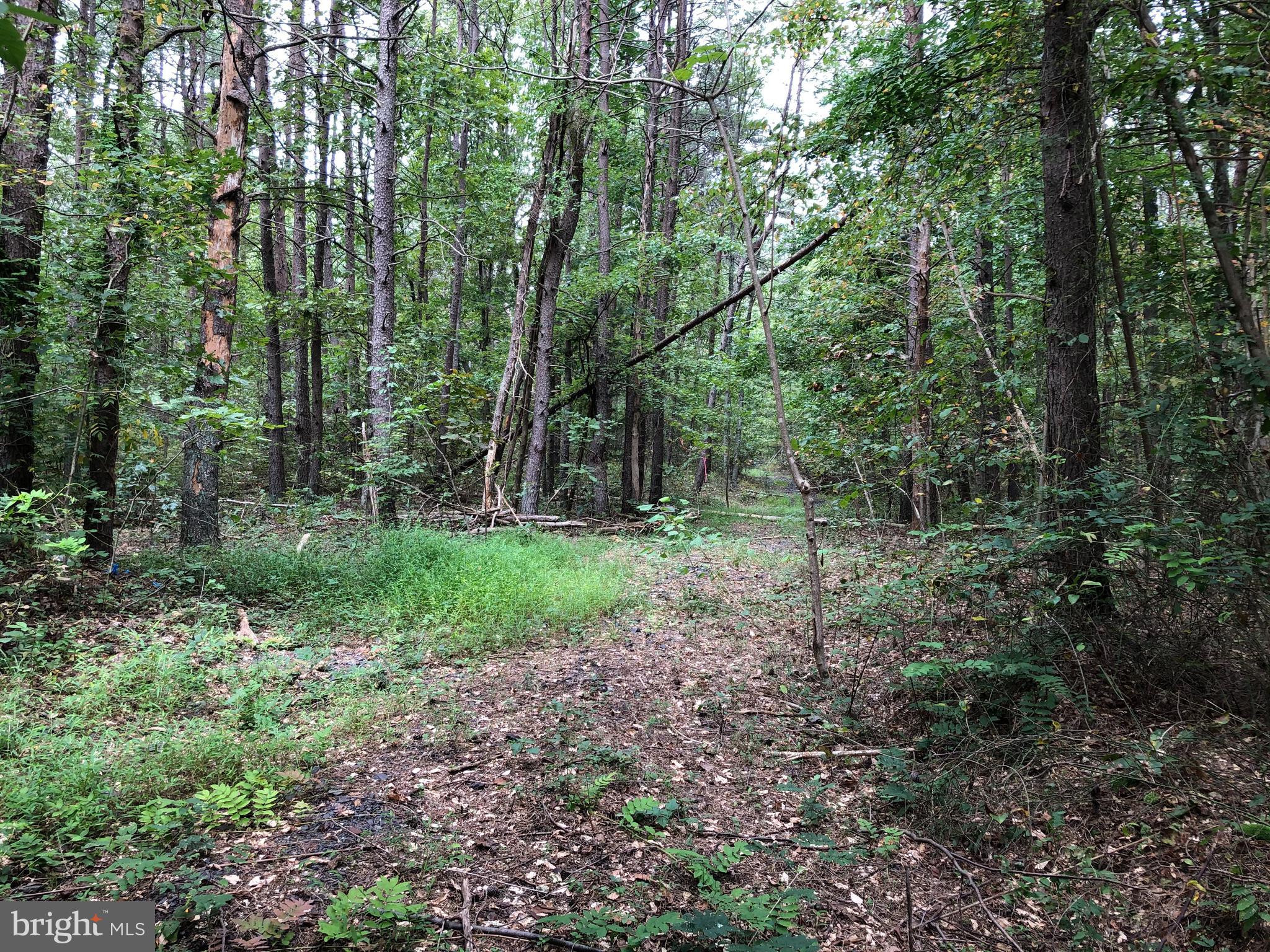 Lot 2 Settle School Road Rixeyville, VA 22737 - Photo 4 of 6 Old Logging road-path on lot