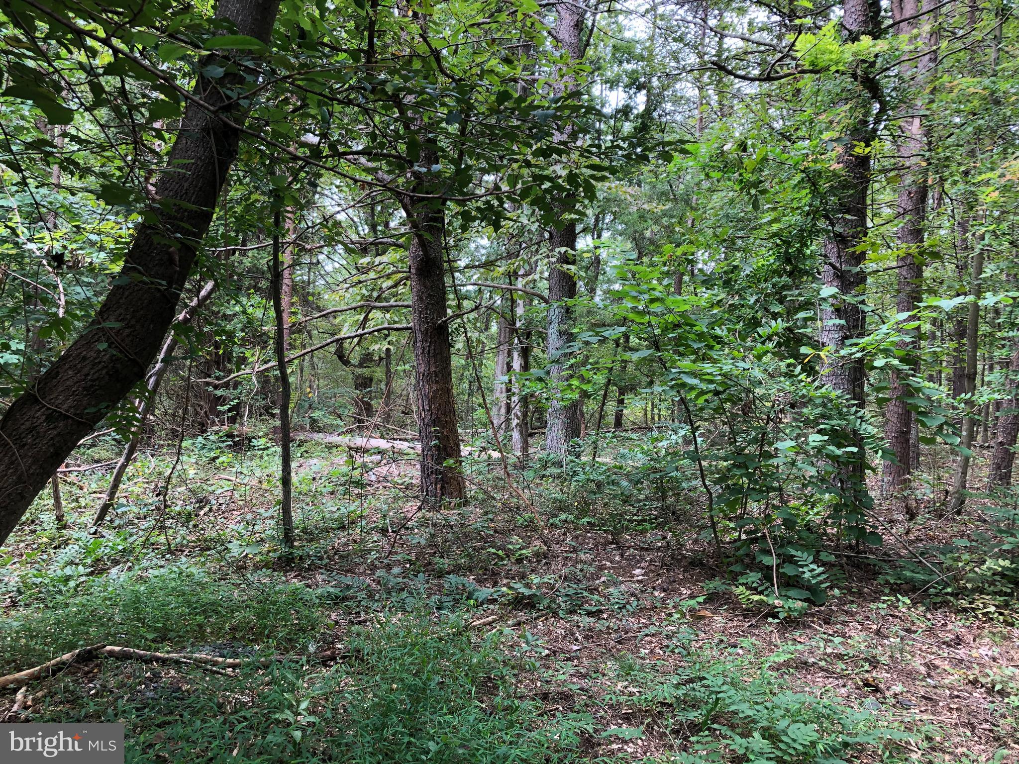 Lot 2 Settle School Road Rixeyville, VA 22737 - Photo 5 of 6 Gallery Image 5