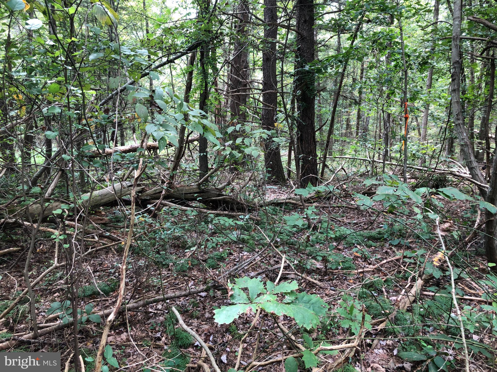 Lot 2 Settle School Road Rixeyville, VA 22737 - Photo 6 of 6 Gallery Image 6