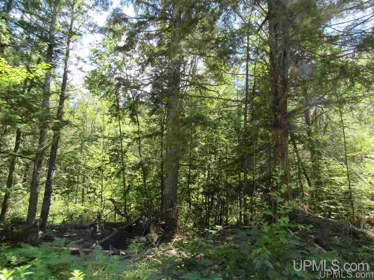 2804-acres Co Rd 442 McMillan, MI 49853 - Photo 18 of 48