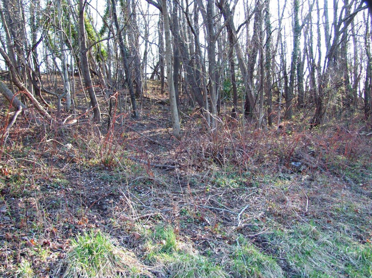 0 Hershberger Road Northwest Roanoke, VA 24017 - Photo 5 of 6 a view of a forest with lots of trees