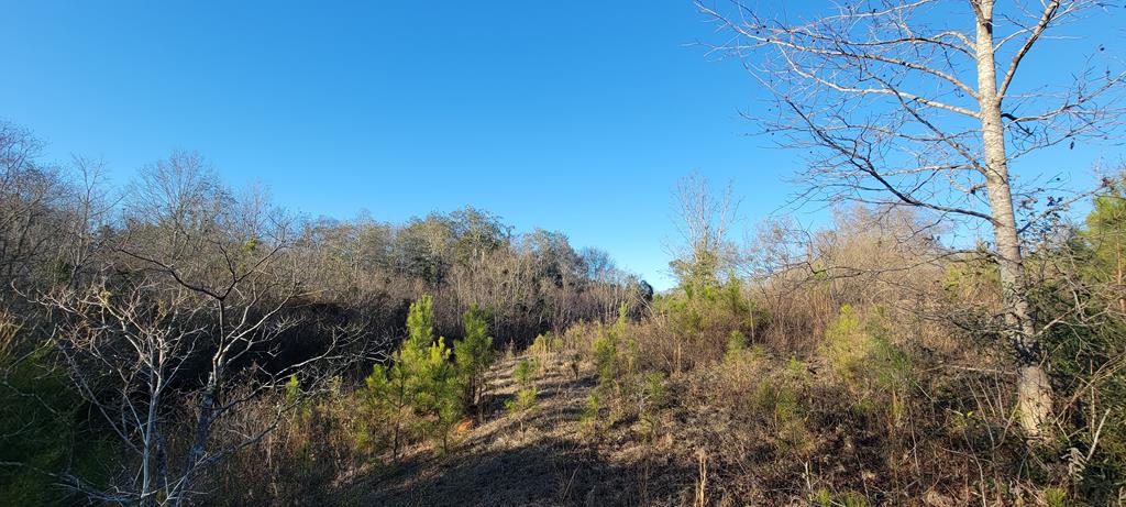 50.45-acres Trawick Road Dothan, AL 36301 - Photo 30 of 62