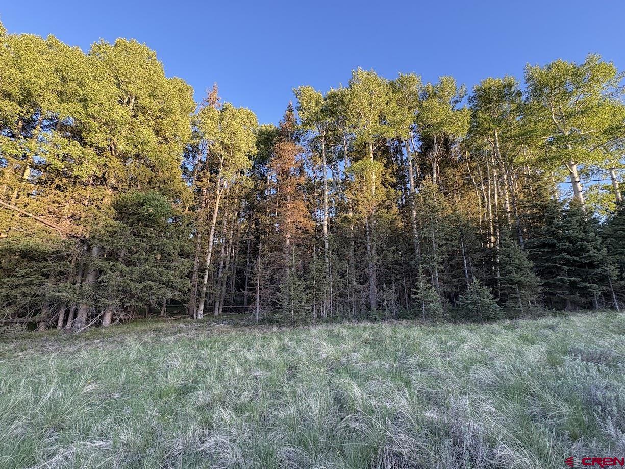 2150 Spruce Road Cimarron, CO 81220 - Photo 3 of 6 a view of a large yard with lots of green space