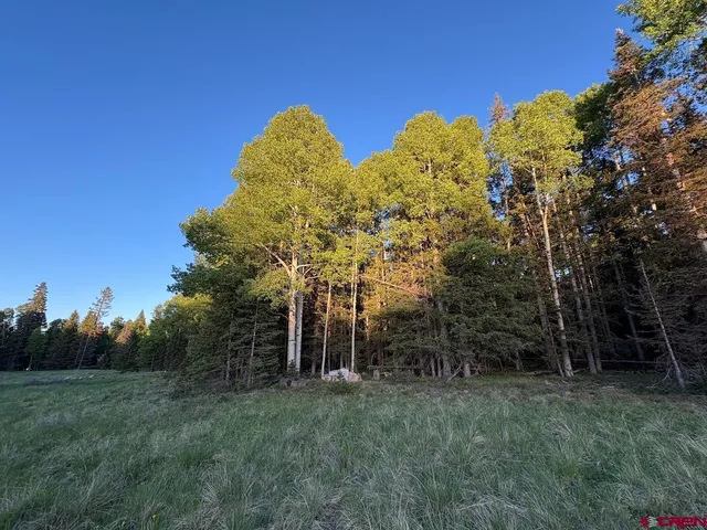 a view of a tall trees with a big yard