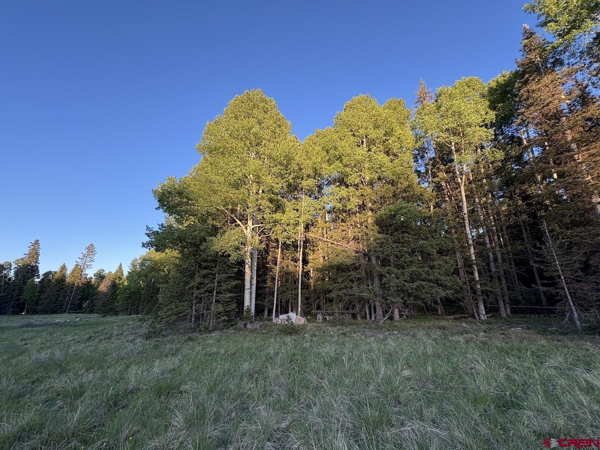 2150 Spruce Road Cimarron, CO 81220 - Photo 4 of 6 a view of a tall trees with a big yard